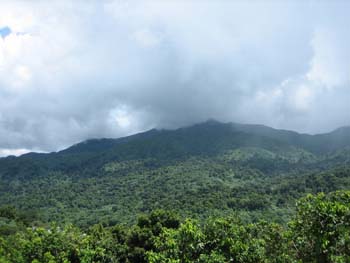 ElYunque-therainforest