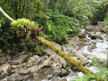 MinaRiverinRainForest