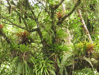 TheJungle