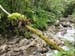 MinaRiverinRainForest